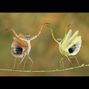 Meet your Posher, Zion